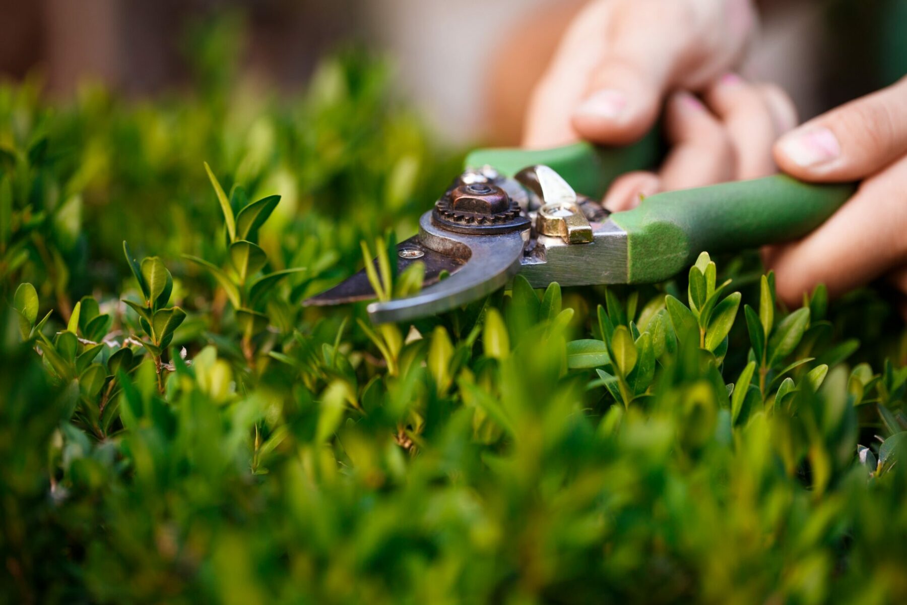 Amel Services Aide A Domicile Laval Jardinier